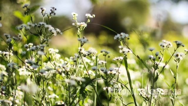 Увидев мальчика, выбежавшего из леса на дорогу Тимур похолодел, тогда он еще не знал… смотреть онлайн