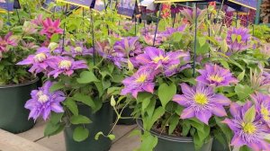 Clematis Diamantina™ & Crystal Fountain™ // 2 BEAUTIFUL Double Climbing Vines from Raymond Evison™