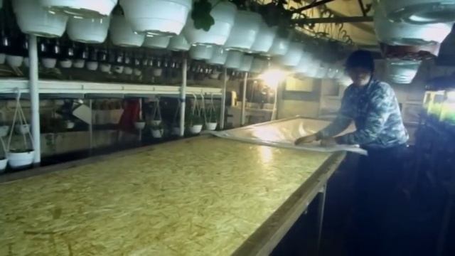 Как полить 1000 горшков за 5 минут! И чтобы РАЗ В МЕСЯЦ и ВСЕ! смотреть онлайн