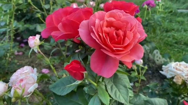 Великолепная роза Аптаун Герл (Uptown girl). Грандифлора. Цветение моего сада - сезон 2022 смотреть онлайн