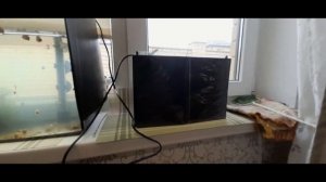 Ч 41 Аквариум Неон на нерест
