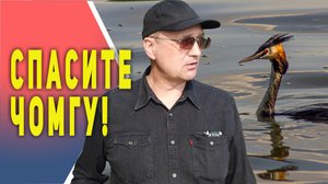 Спасите Чомгу!