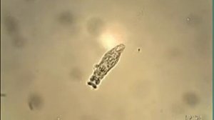 Капля воды под микроскопом