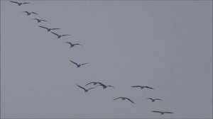 Птицы летят в теплые края. Никита-гусепролет.