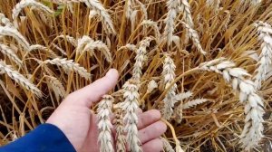 Как посчитать биологическую урожайность.
