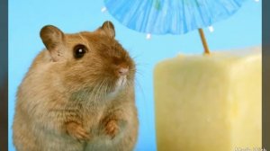 Джунгарские хомяки. Все о джунгариках.