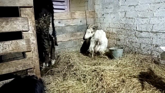 Новости по козам. Нюша скинула козлят😥 смотреть онлайн
