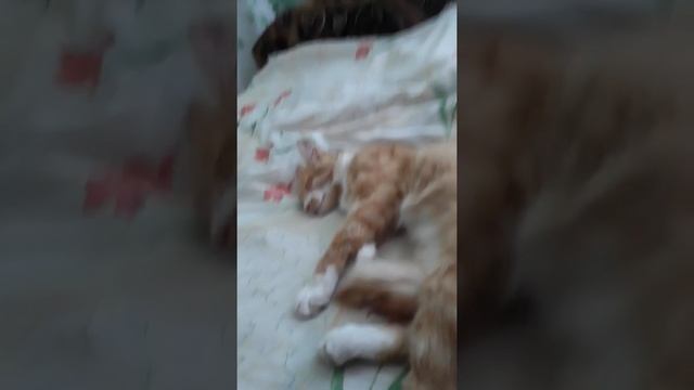 Прикол про кота Рижика я его бужу а от очень крепко спит как мёртвый смотреть онлайн