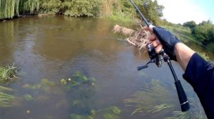 Ловля жереха и голавля на воблеры.Жерех на всплеск