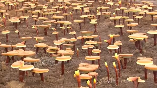 Reishi Mushroom Growing Process | How Red Reishi Mushrooms Are Grown | Amazing Reishi Mushroom Farm смотреть онлайн