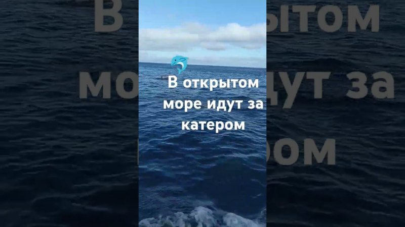 дельфины в открытом море идут за катером.