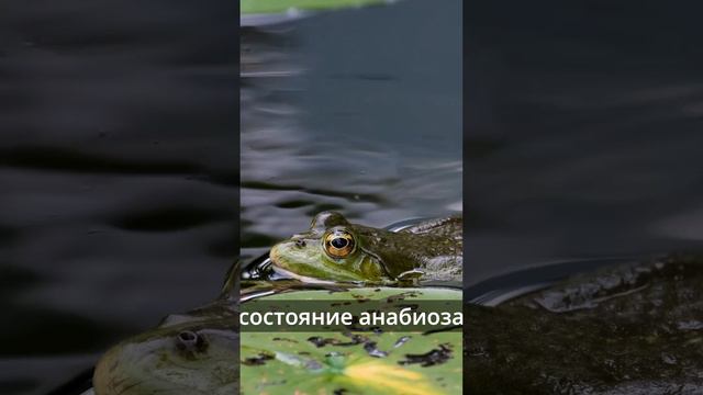 Лягушки и заморозка