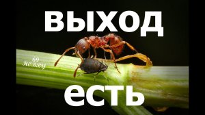 УНИЧТОЖИТЬ тандем ТЛИ и МУРАВЬЁВ ЛЕГКО! Простые правила!
