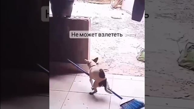 Пытается улететь.