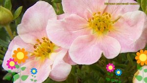 Лапчатка кустарниковая Пинк Виспер. Краткий обзор, описание potentilla fruticosa Pink Whisper