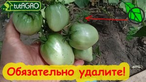 ОБЯЗАТЕЛЬНО УДАЛИТЕ ЭТО НА ТОМАТАХ, ОГУРЦАХ и ДРУГИХ РАСТЕНИЯХ. Урожай вас удивит!
