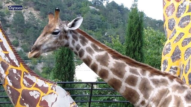 "Крымский полуостров" на жестовом языке. Часть 2 - Ялтинский зоопарк и Ласточкино гнездо смотреть онлайн