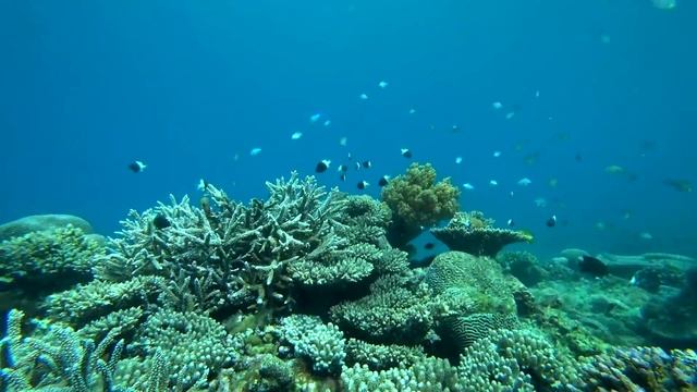 РАШЕН Занзибар или ЖИРНЫЕ в Нунгви. Как есть и не толстеть? смотреть онлайн