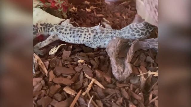 Стоит ли заводить эублефара? Как линяет геккон - не для слабонервных смотреть онлайн