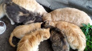Спасение уличных котиков. Кормлю бездомных котиков