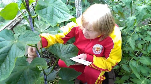 ЧТО С КУСТОМ ОГУРЦА "ИЗУМРУДНЫЙ ПОТОК" В ТЕПЛИЦЕ? смотреть онлайн