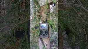 Внешняя антенна для фотоловушки НС-300М.