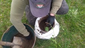 Лучший способ посадки молодых саженцев винограда