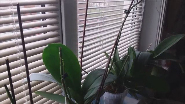 Подсветка Фаленопсисов осенью .Мои лампы. смотреть онлайн