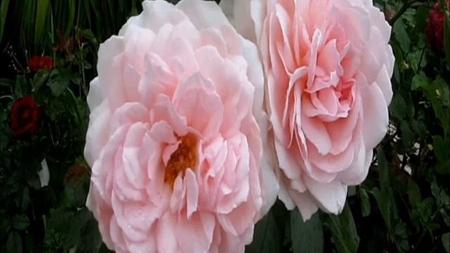 Роза Мартин Фробишер (Martin Frobisher) — описание сорта смотреть онлайн