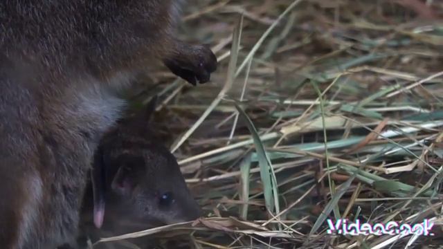 Kangaroo. Wildlife world wild animals. short description under the video кенгуру, животные. сумчаты смотреть онлайн