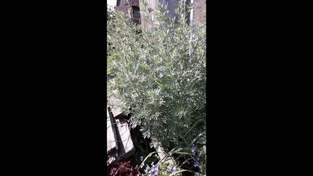 Полынь, еще раз о ней!!! смотреть онлайн