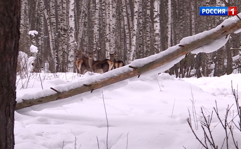 В липецких лесах подкармливают животных из-за обильного снега