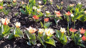 ПОСМОТРИТЕ НА ЭТУ КРАСОТУ-  ОБАЛДЕННЫЕ НИЗКОРОСЛЫЕ  ЦВЕТЫ ТЮЛЬПАНЫ  . ЦВЕТЫ ГОДА.