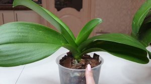 Легко ОМОЛОДИТЬ орхидею // Отличный РЕЗУЛЬТАТ омоложения орхидеи