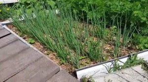 Мои высокие грядки. плюсы и минусы высоких грядок.