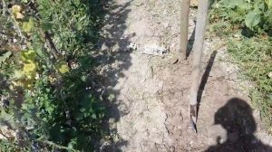 Подготовка почвы под огурцы