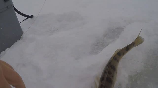 ЛОВЛЯ СУДАКА НА "РАТЛИНЫ" В САРАТОВЕ. 29.01.2022 смотреть онлайн