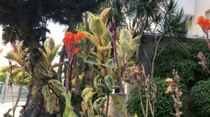 Красивые цветы. В народе их называют «Петушки»