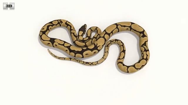 Common Python (Pythonidae) by 3D model store Humster3D.com