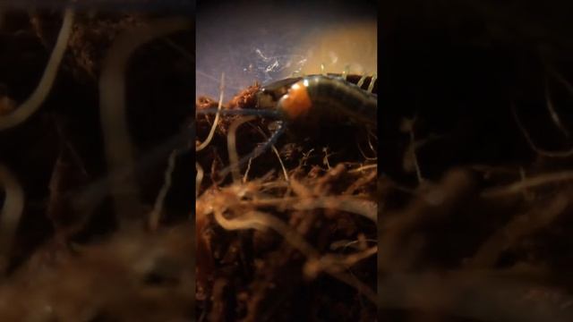 Кольчатая сколопендра ест (Scolopendra Cingulata)