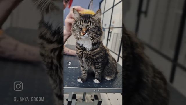 Норвежская лесная кошка Чуча😼 #cat #cats #grooming #грумеры #грумингсалон #зоосалон #коты #кошки смотреть онлайн