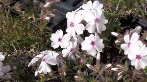 Phlox subulata ´Amazig Grace White´