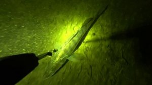 подводная охота, Маныч веселовское водохранилище. Огромные окуни!