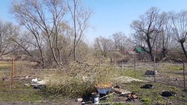 Расчистка участка от деревьев!