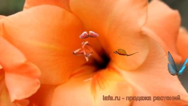 Гладиолус крупноцветковый Венети (gladiolus) ? Венети обзор: как сажать, рассада гладиолуса Венети
