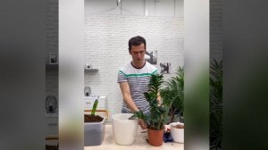 Пересадка Замиокулькас Зензи