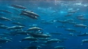 Дельфины VS Акулы