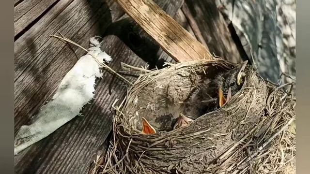 Гнездо скворцов. Птенцы. смотреть онлайн