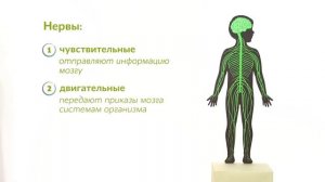 19. Нервная система . Окружающий мир - 3 класс