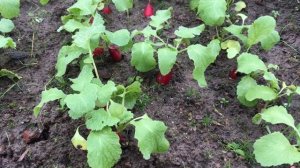 VLOG ЗАКРЫТИЕ СЕЗОНА! СРЕЗАЮ КАПУСТУ! ШПИНАТ, РУККОЛА И РЕДИС!